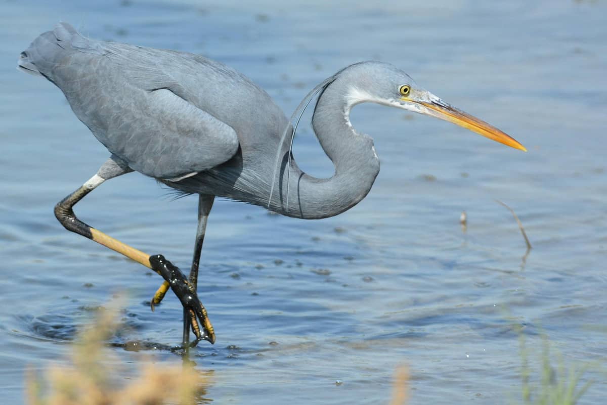 Ras Al Khor Wildlife Sanctuary